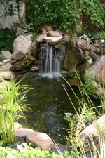 Water Pond in Garden
